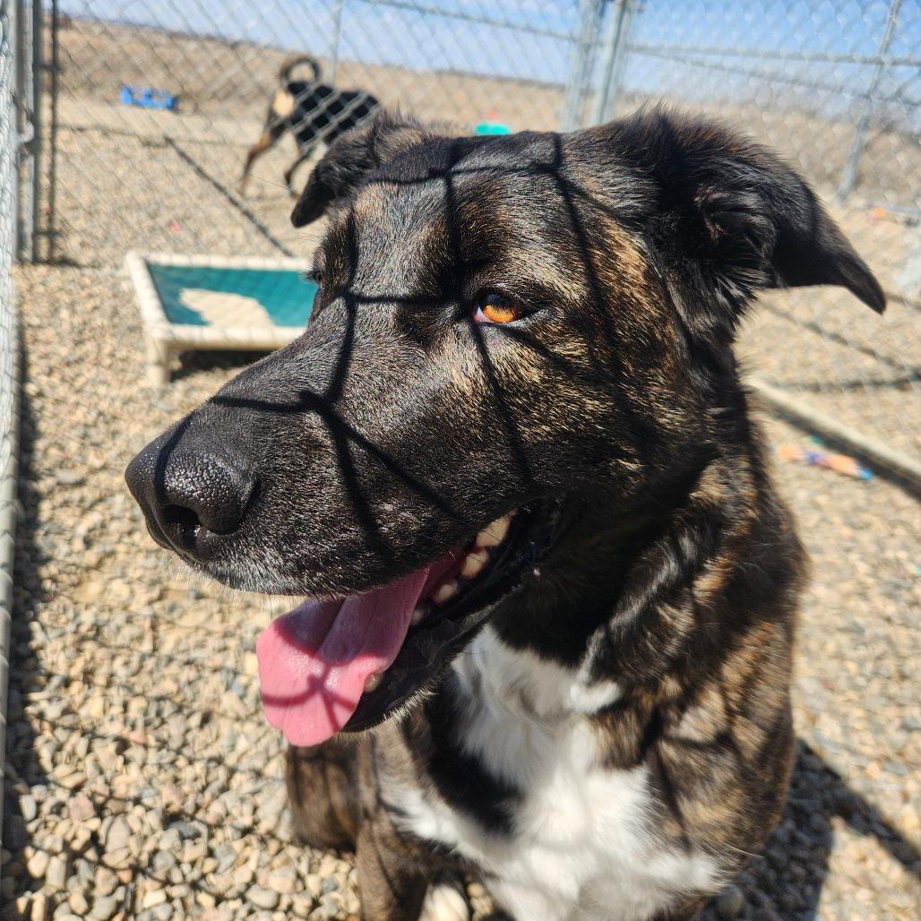 Enlarge Sage, a Adoptable mixed breed in North Battleford, SK image 2/6