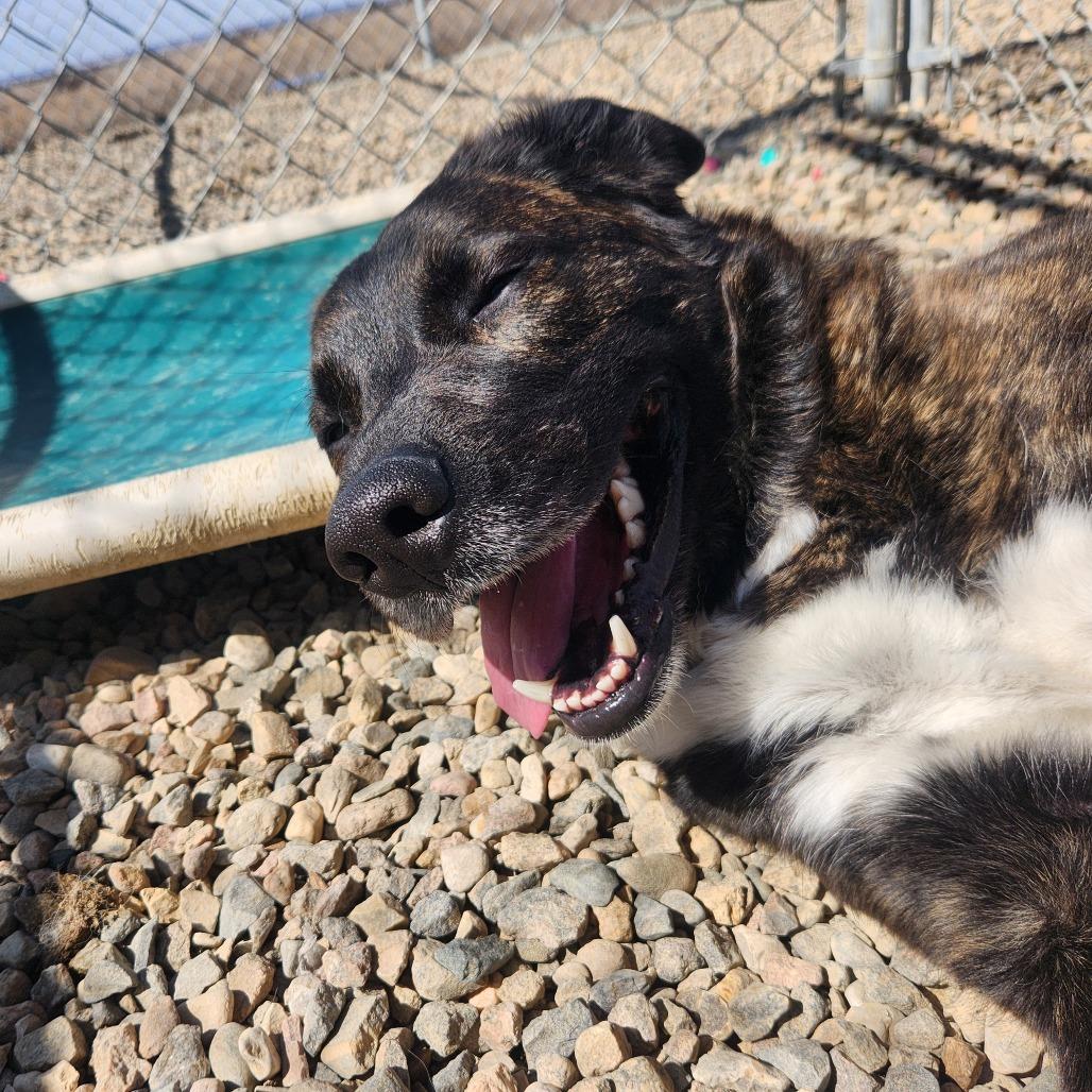 Enlarge Sage, a Adoptable mixed breed in North Battleford, SK image 3/6