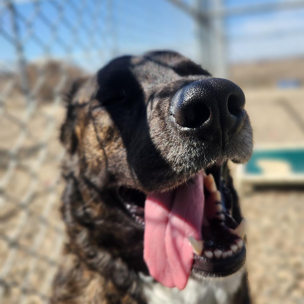 Enlarge Sage, a Adoptable mixed breed in North Battleford, SK image 4/6