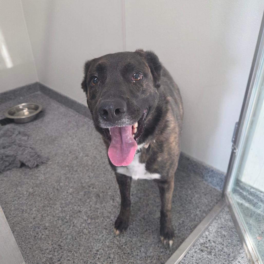 Enlarge Sage, a Adoptable mixed breed in North Battleford, SK image 5/6