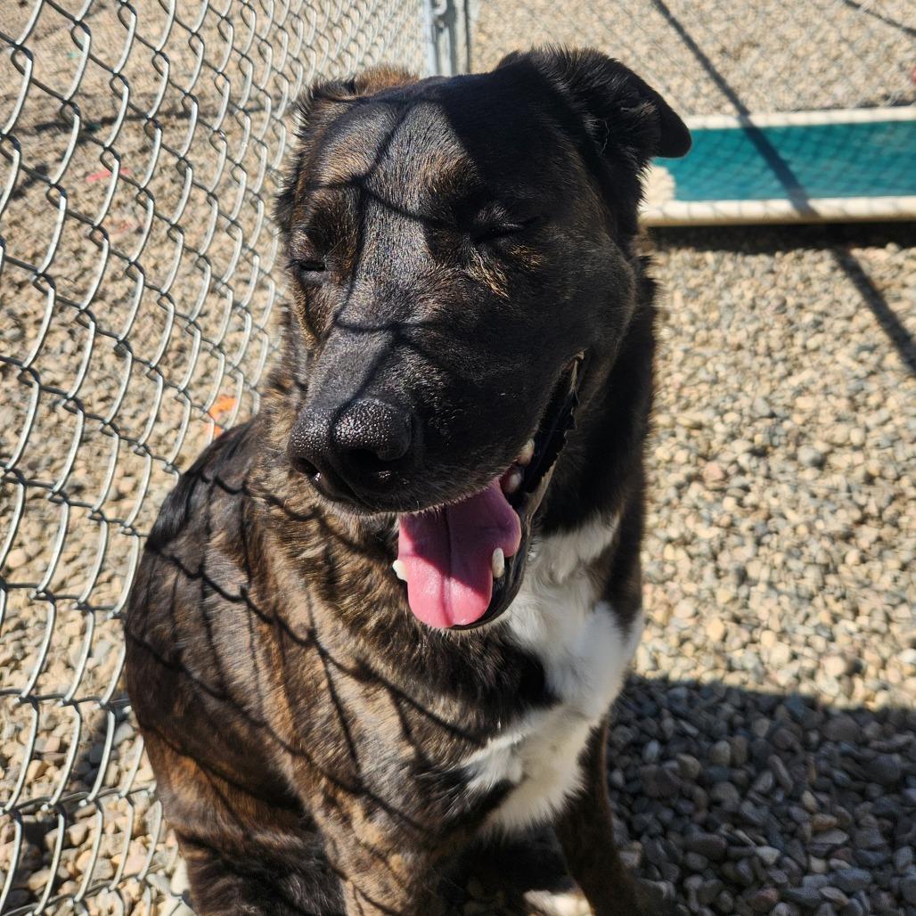 Enlarge Sage, a Adoptable mixed breed in North Battleford, SK image 6/6
