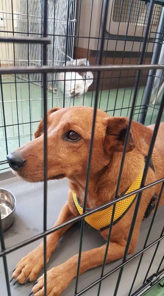 Blitzen, Adoptable, Adult Male Dachshund.