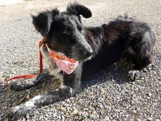 Patty, an adopted mixed breed in Anaconda, MT image 3/6