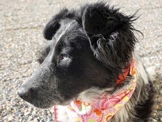 Patty, an adopted mixed breed in Anaconda, MT image 4/6
