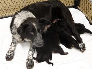 Patty, an adopted mixed breed in Anaconda, MT image 2/6