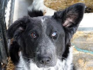 Patty, an adopted mixed breed in Anaconda, MT image 1/6
