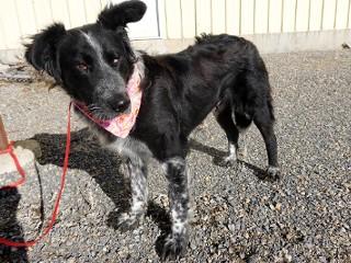 Patty, an adopted mixed breed in Anaconda, MT image 6/6