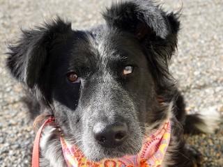 Patty, an adopted mixed breed in Anaconda, MT image 5/6