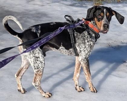 Elvis, adoptable, Adult Male Bluetick Coonhound.