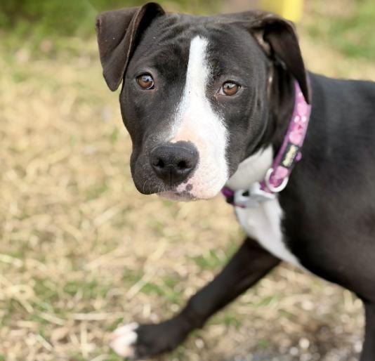 Enlarge Rachel , a ADOPTABLE mixed breed in Boston, MA image 5/5