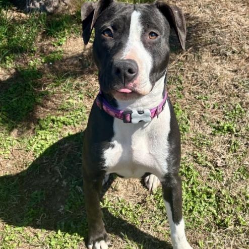 Enlarge Rachel , a ADOPTABLE mixed breed in Boston, MA image 3/5