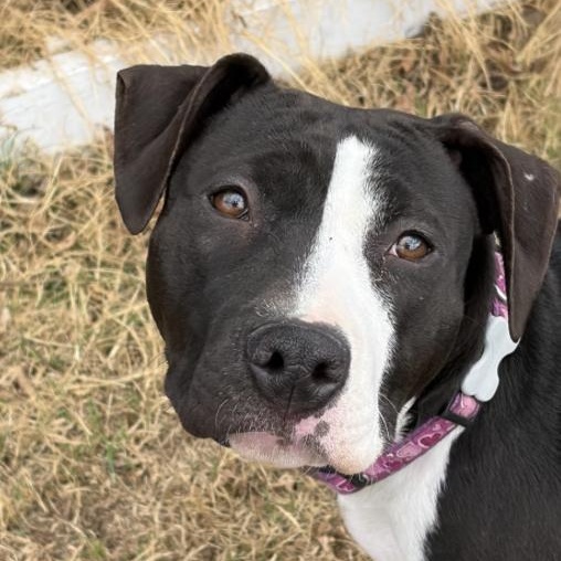 Enlarge Rachel , a ADOPTABLE mixed breed in Boston, MA image 4/5