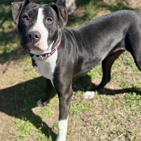 Enlarge Rachel , a ADOPTABLE mixed breed in Boston, MA image 1/5