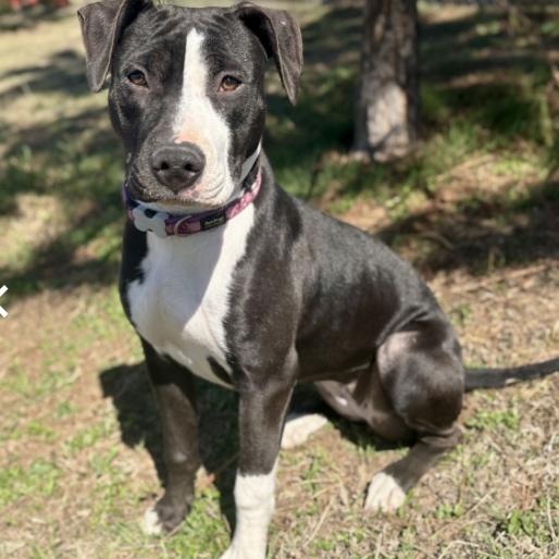 Enlarge Rachel , a ADOPTABLE mixed breed in Boston, MA image 2/5