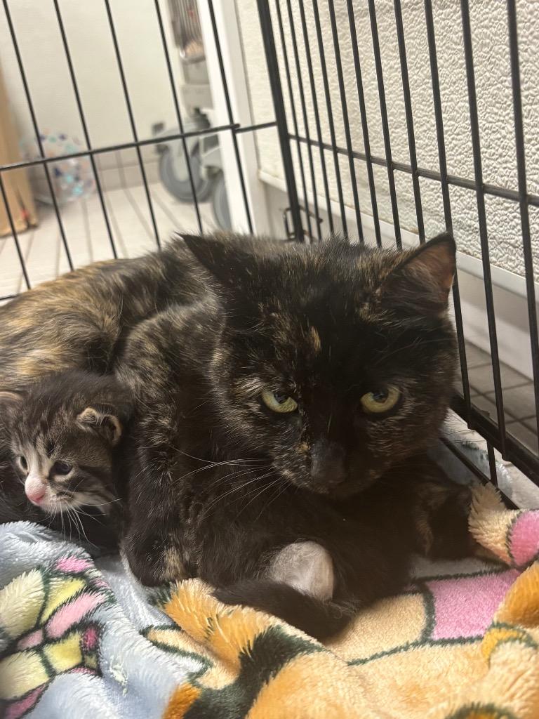 Princess Bubblegum, Adoptable, Adult Female Domestic Short Hair.