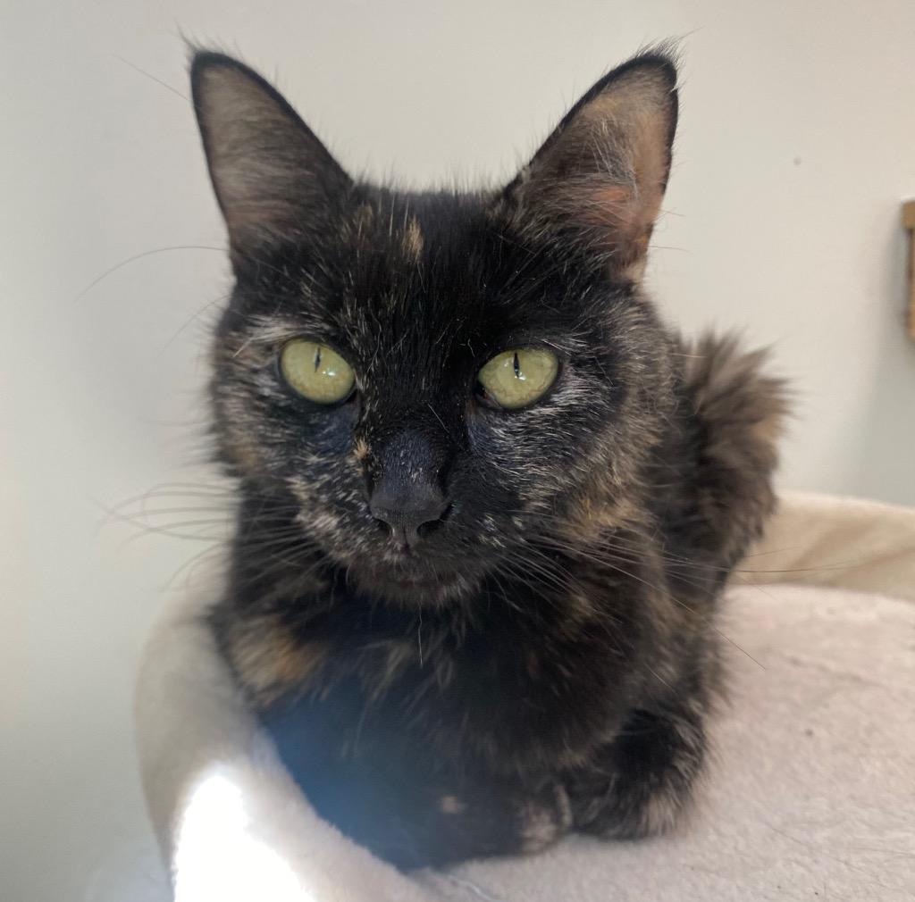 Enlarge Princess Bubblegum, a Adoptable mixed breed in Fall River, MA image 2/3