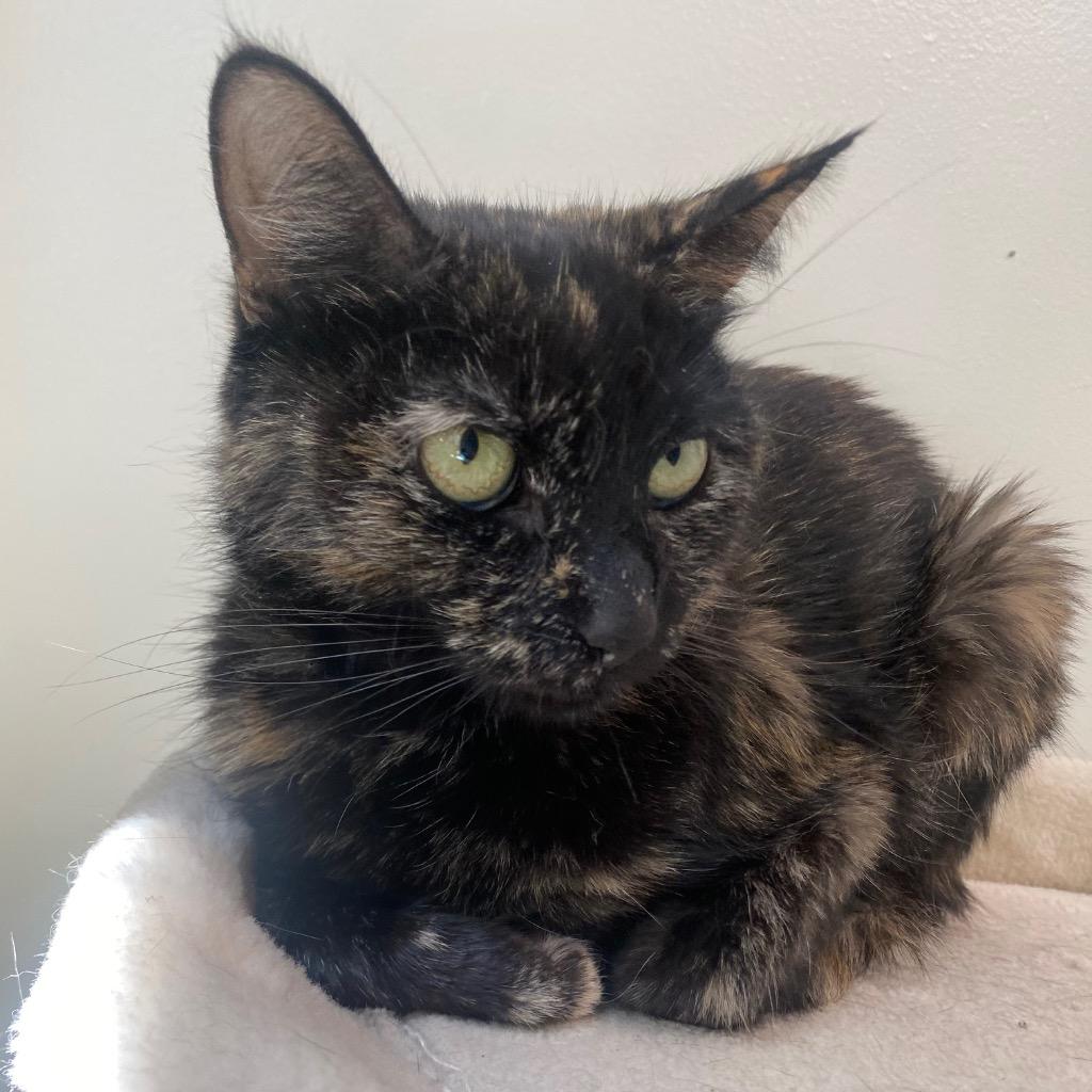 Enlarge Princess Bubblegum, a Adoptable mixed breed in Fall River, MA image 3/3