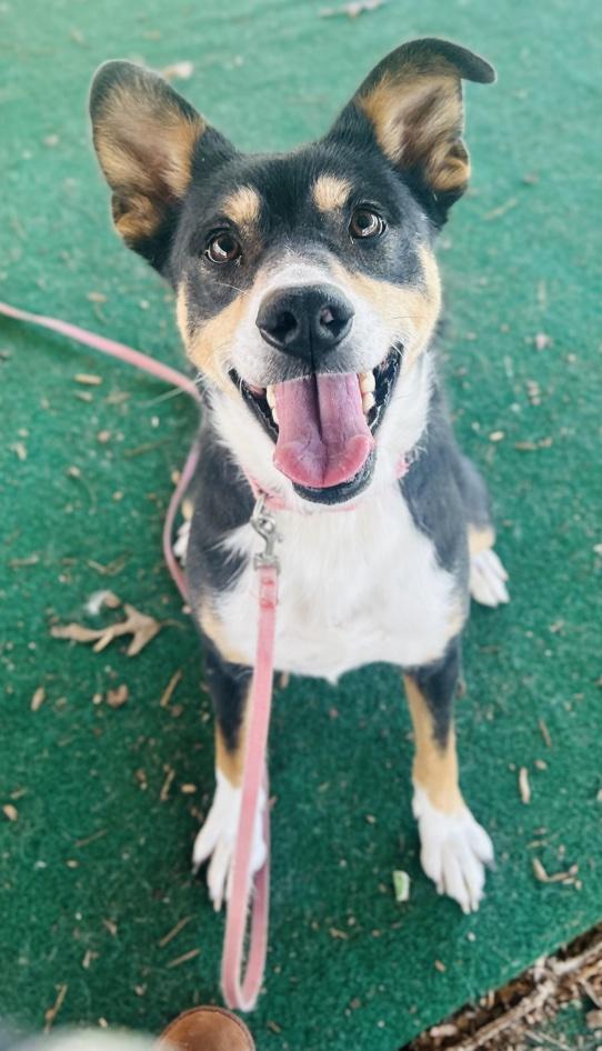 Ariat, ADOPTABLE, Adult Female Mixed Breed.