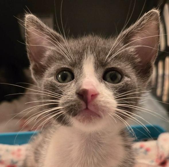 Enlarge Frida, a Adoptable Domestic Short Hair in Salinas, CA image 1/4