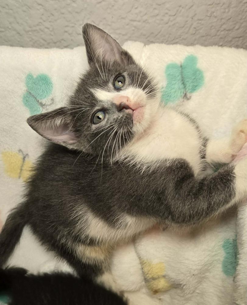 Enlarge Frida, a Adoptable Domestic Short Hair in Salinas, CA image 2/4