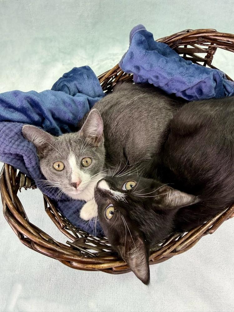Enlarge Frida, a Adoptable Domestic Short Hair in Salinas, CA image 3/4