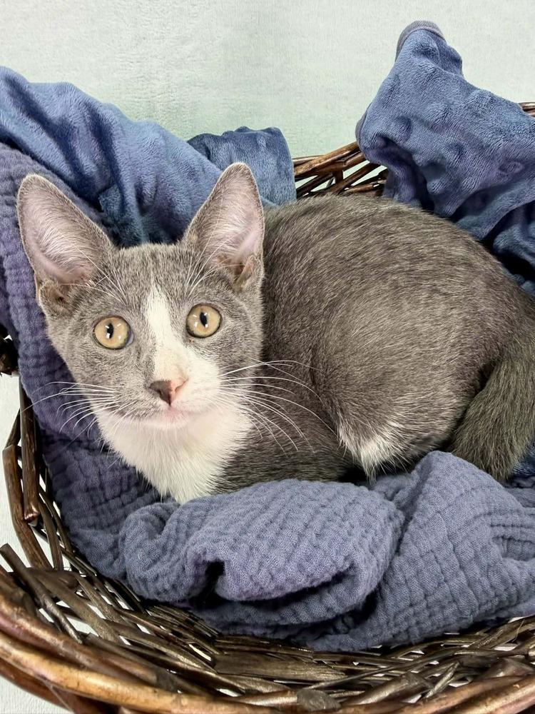 Enlarge Frida, a Adoptable Domestic Short Hair in Salinas, CA image 4/4