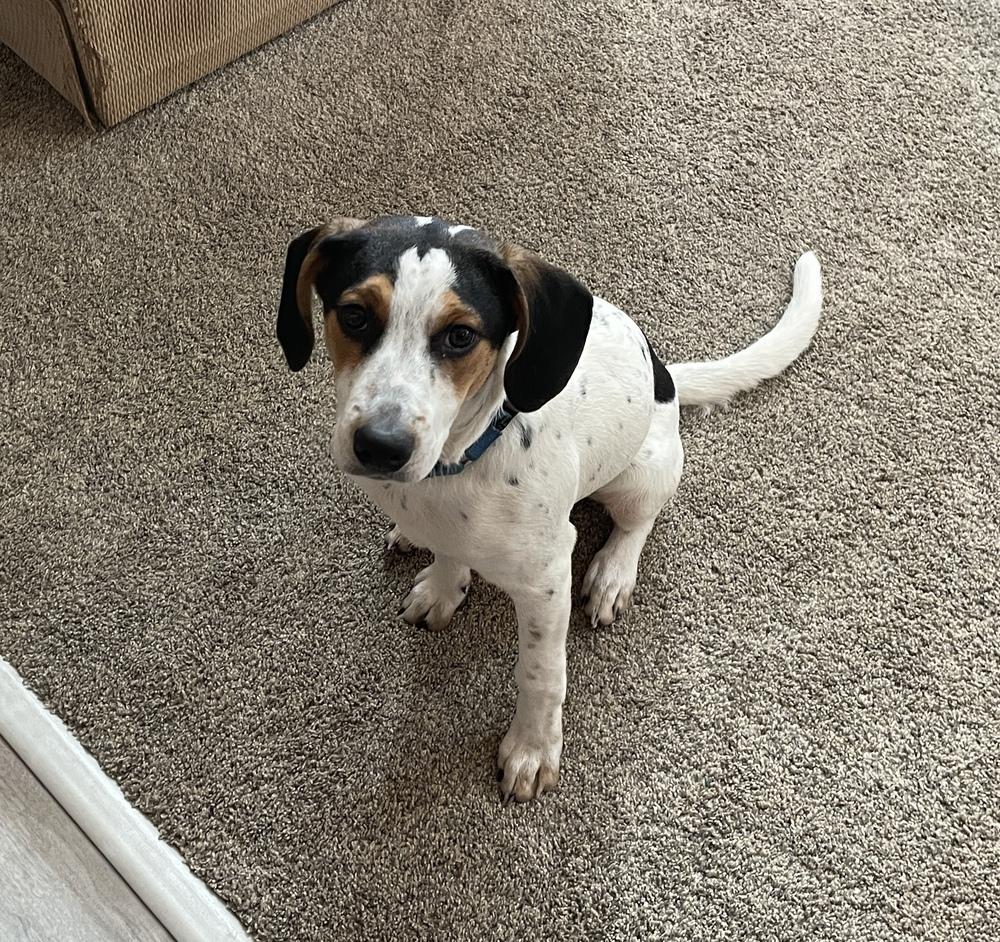 Enlarge Hunter, a Adoptable mixed breed in Washington, DC image 1/5