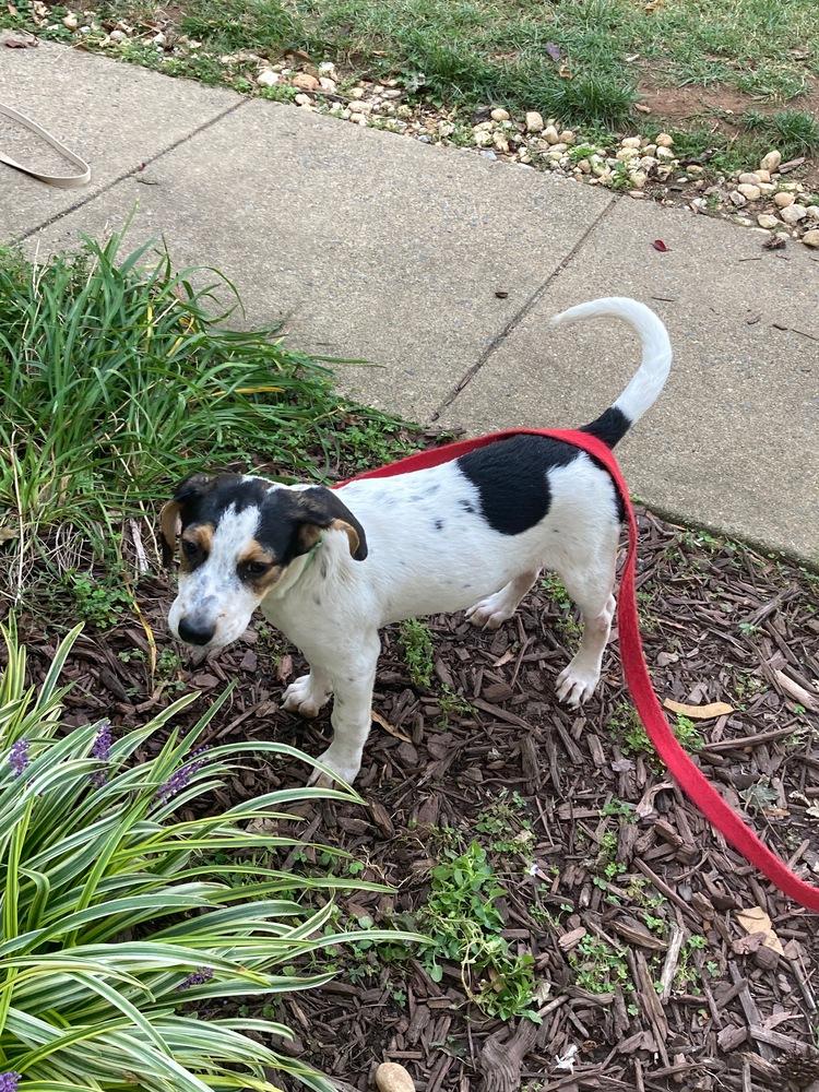 Enlarge Hunter, a Adoptable mixed breed in Washington, DC image 2/5