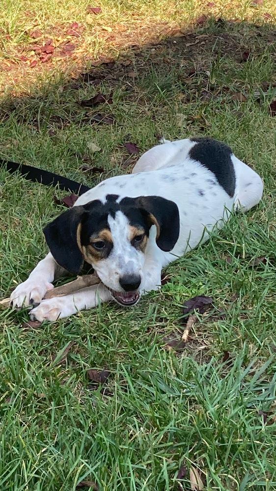 Enlarge Hunter, a Adoptable mixed breed in Washington, DC image 3/5