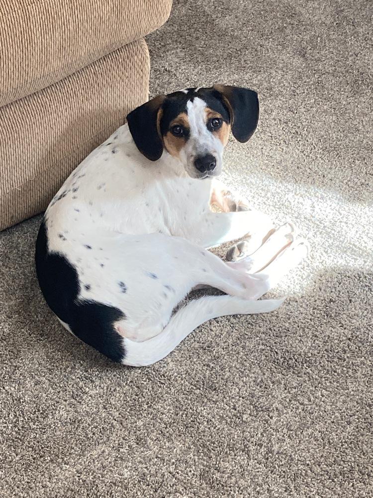 Enlarge Hunter, a Adoptable mixed breed in Washington, DC image 4/5