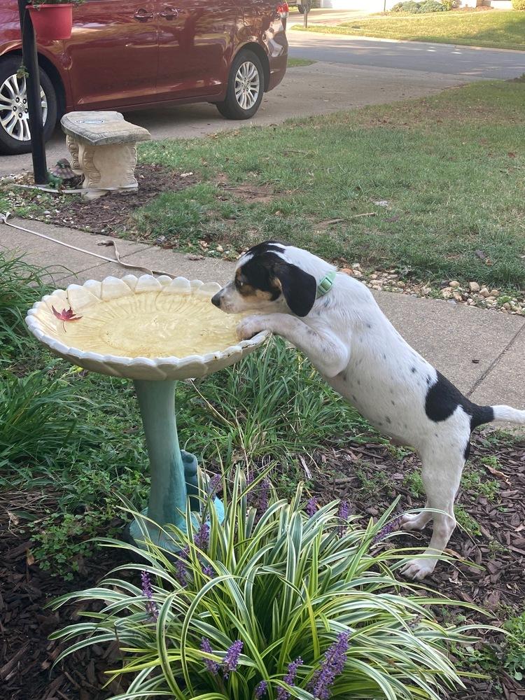 Enlarge Hunter, a Adoptable mixed breed in Washington, DC image 5/5