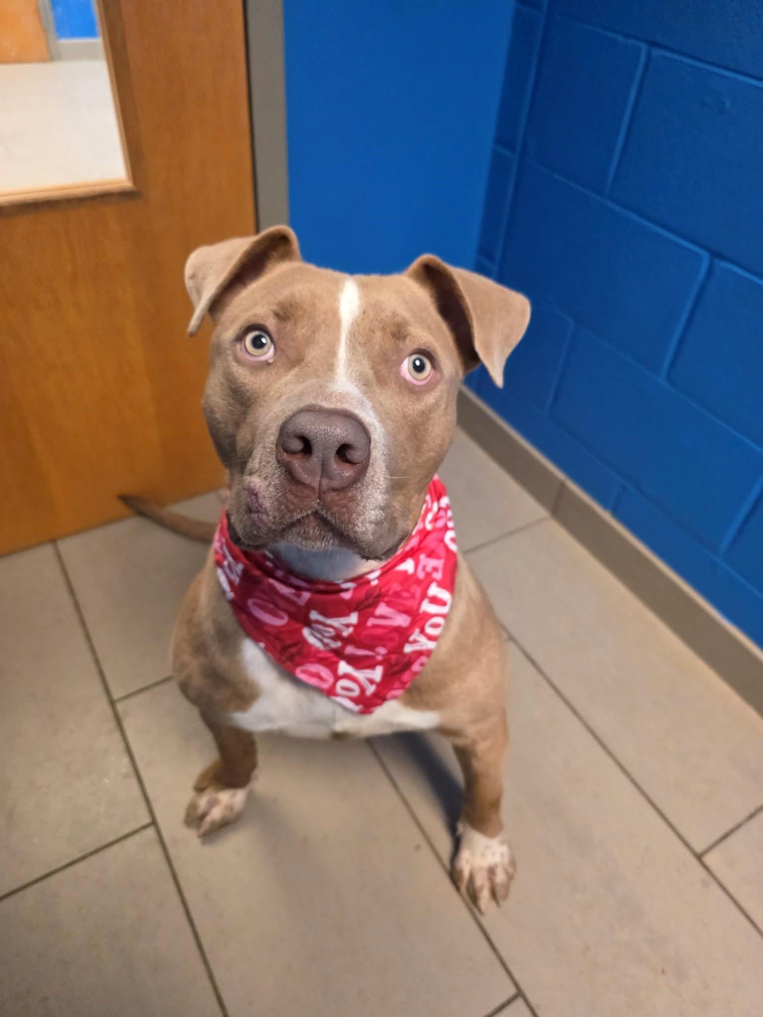 Enlarge 26-0613 "Mango", a ADOPTABLE mixed breed in Leavenworth, KS image 1/2