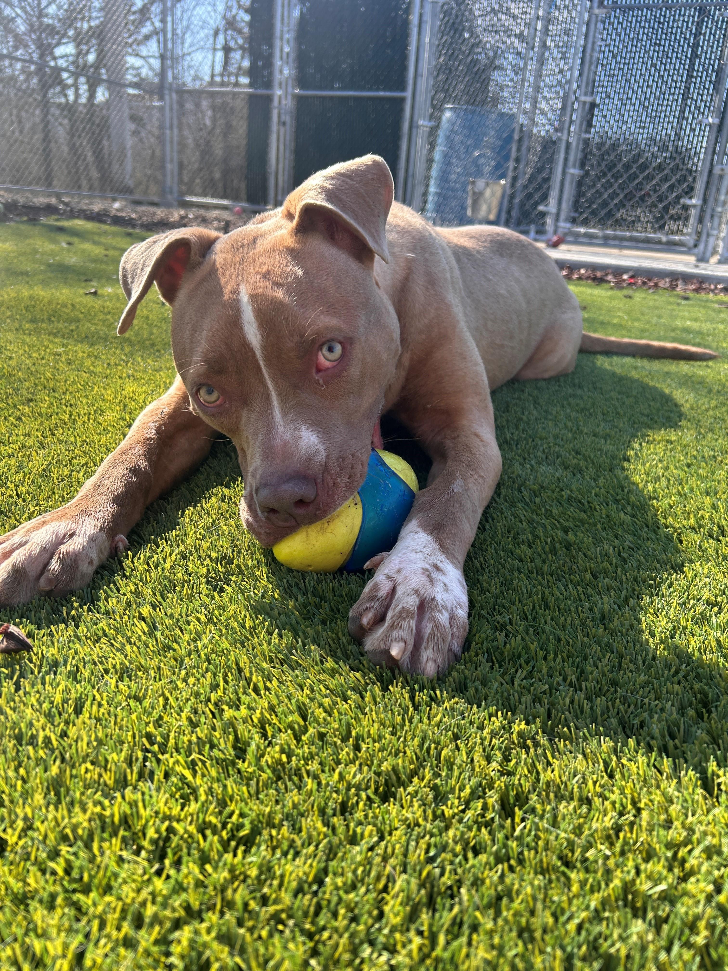 Enlarge 26-0613 "Mango", a ADOPTABLE mixed breed in Leavenworth, KS image 2/2