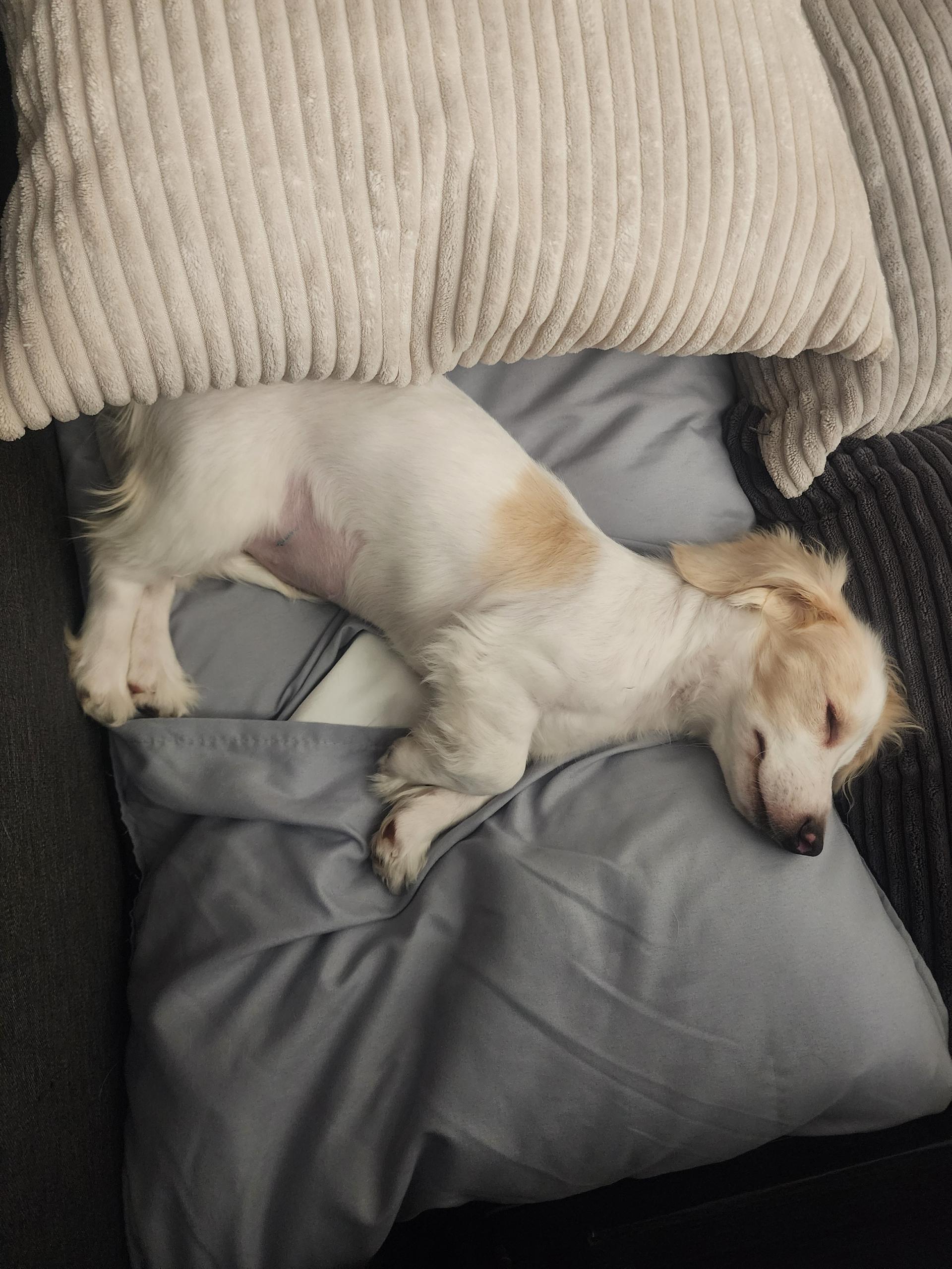 Flower, a ADOPTABLE Dachshund in Maumee, OH image 2/4