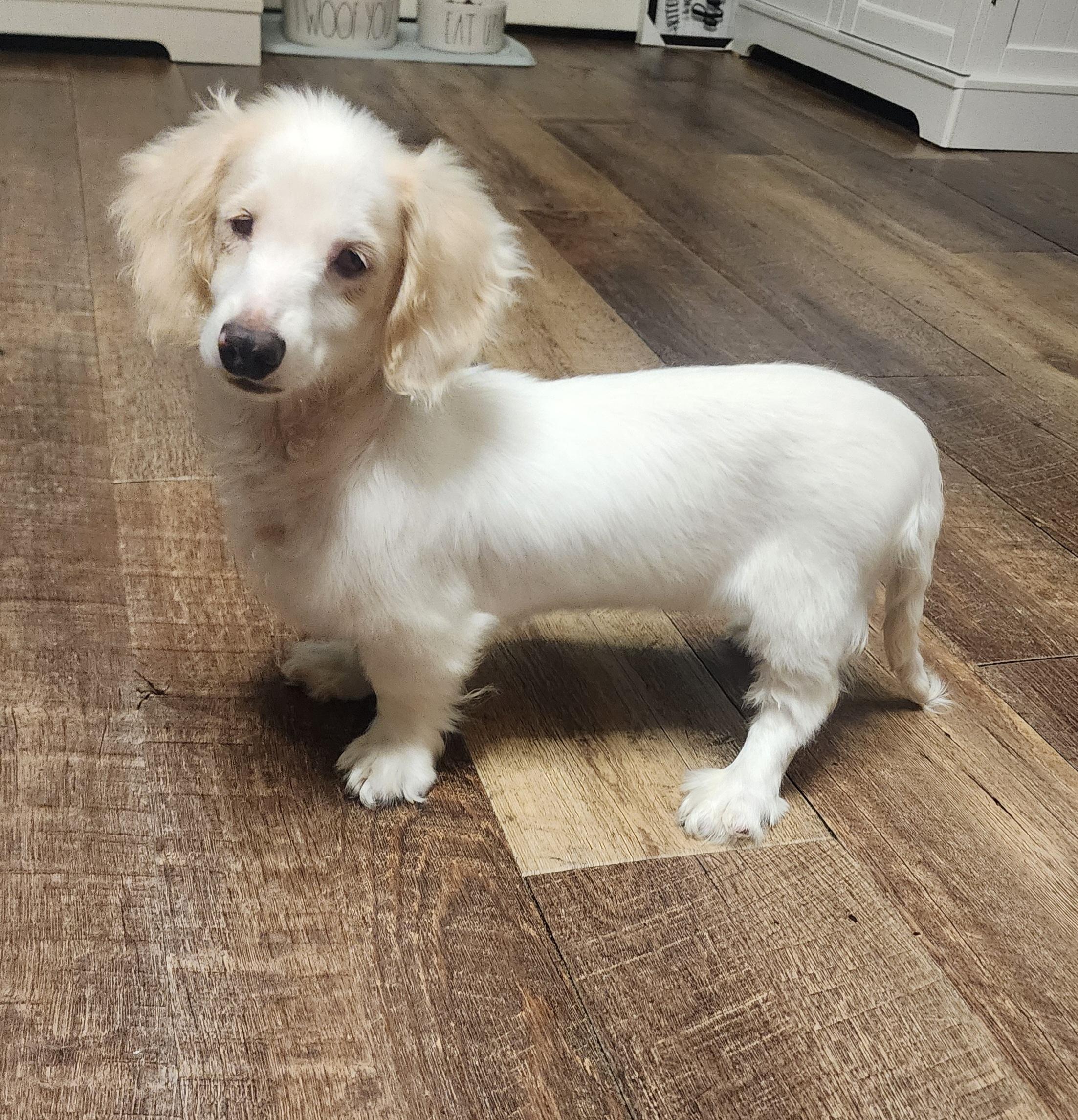 Flower, a ADOPTABLE Dachshund in Maumee, OH image 1/4