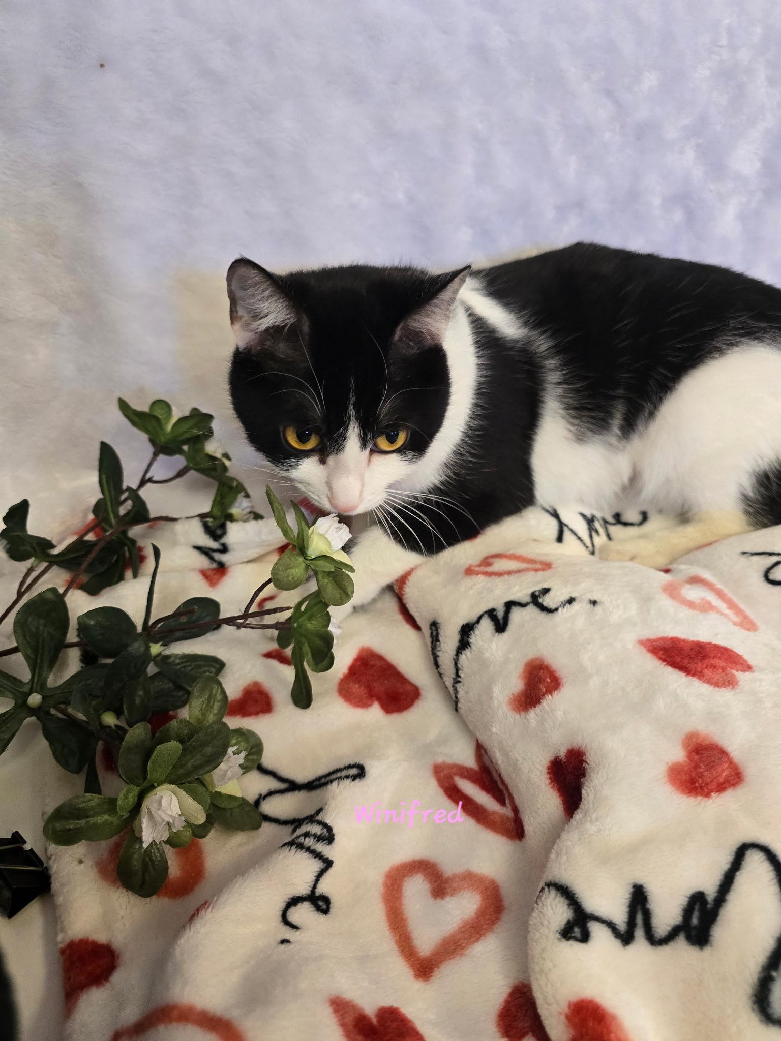 Enlarge Winnifred, an adopted Tuxedo in Glendale, AZ image 2/3