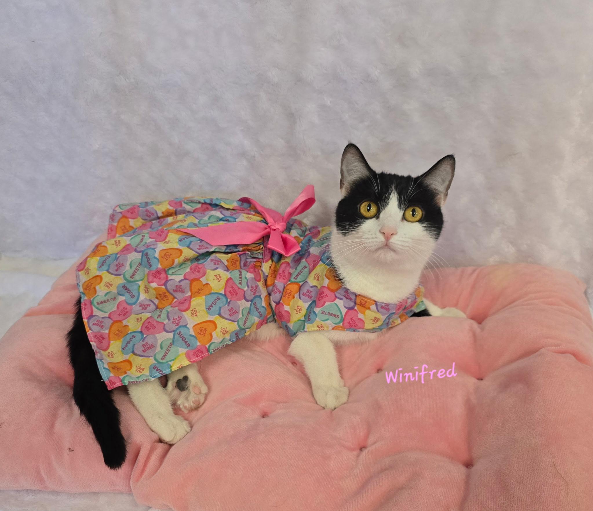 Winnifred, adopted, Adult Female Tuxedo.