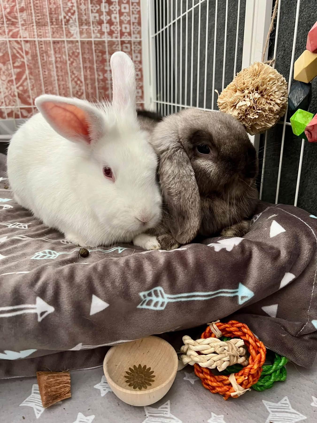 Enlarge Sully (& Sable), a Adoptable Holland Lop in Marshfield, WI image 1/3
