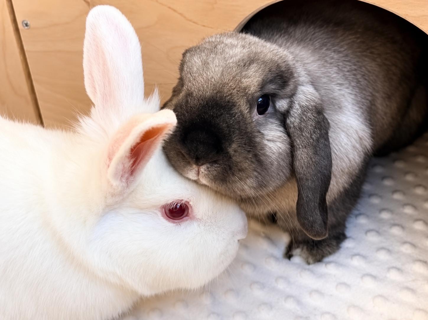 Enlarge Sully (& Sable), a Adoptable Holland Lop in Marshfield, WI image 2/3