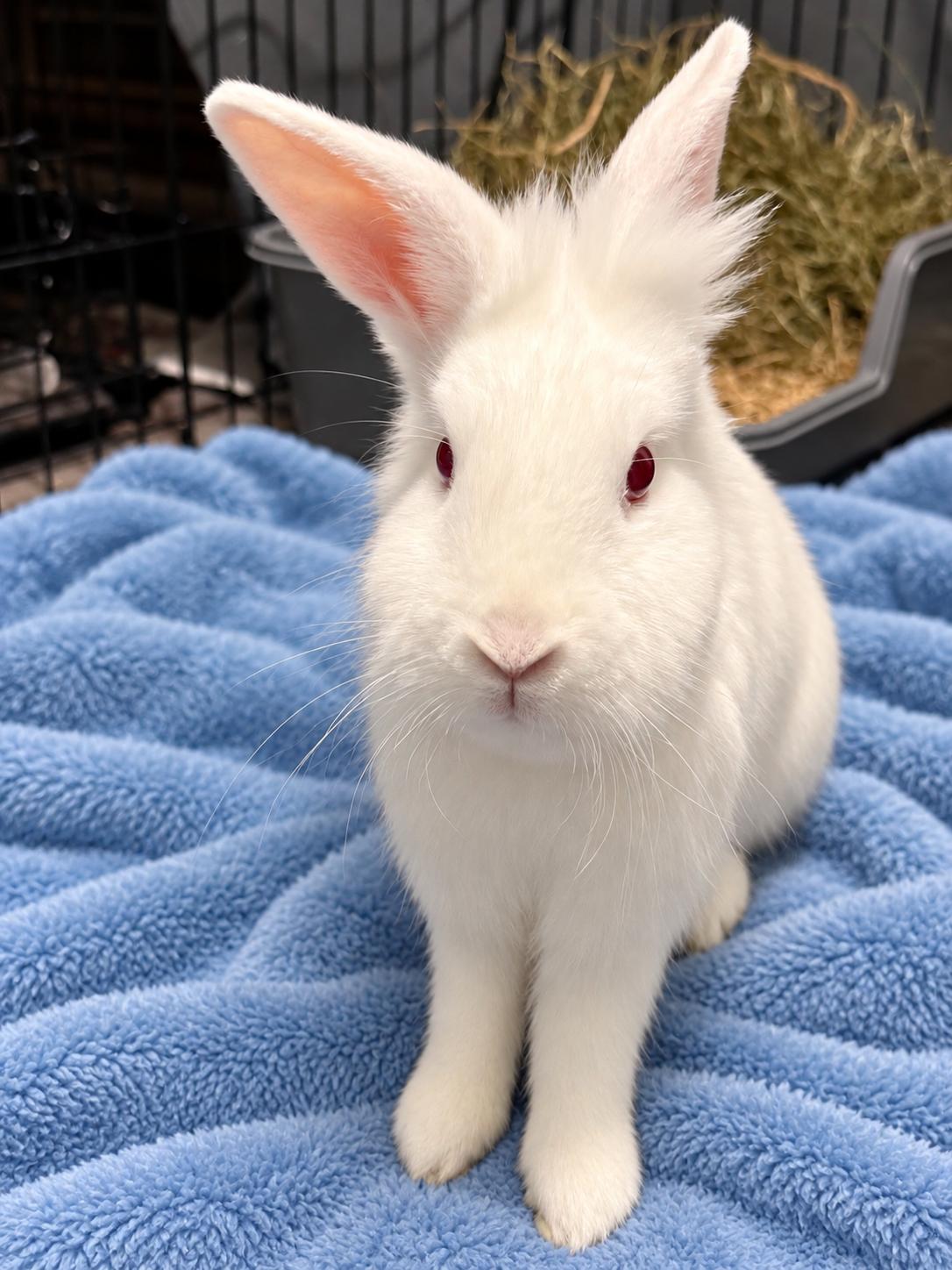 Enlarge Sully (& Sable), a Adoptable Holland Lop in Marshfield, WI image 3/3