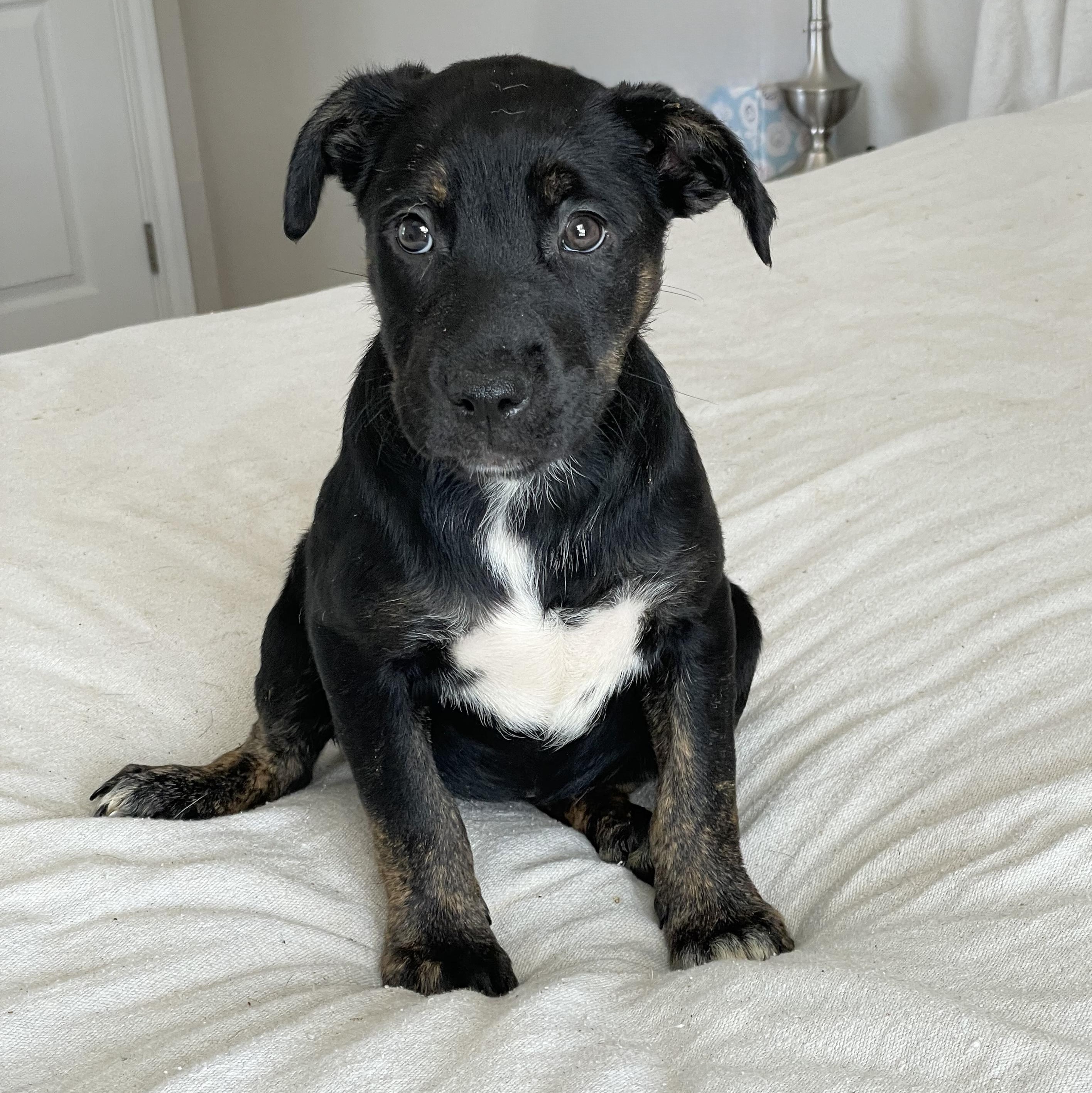 Sweet Joliet, a Adoptable mixed breed in West Hartford , CT image 1/3
