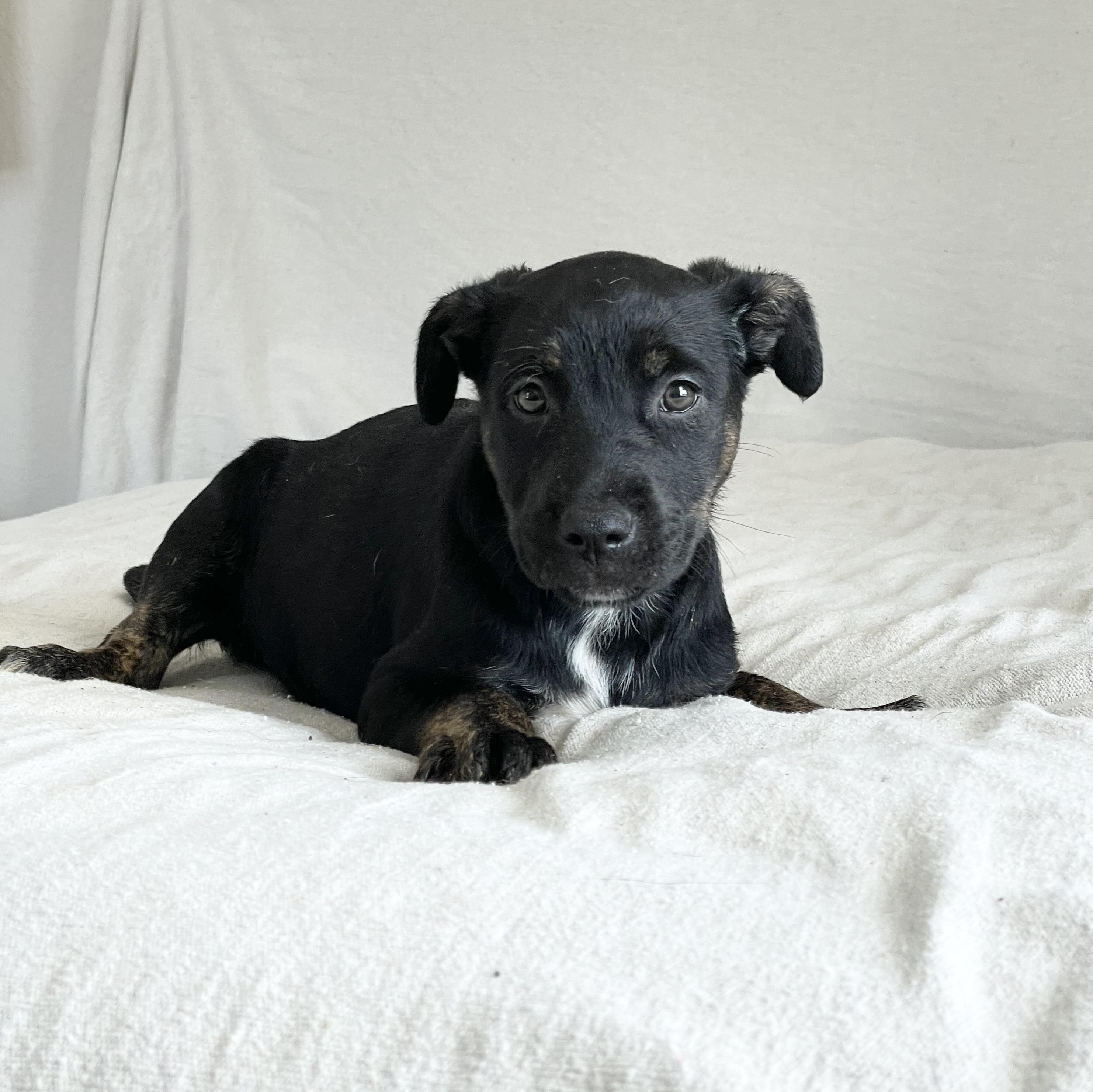 Sweet Joliet, a Adoptable mixed breed in West Hartford , CT image 2/3