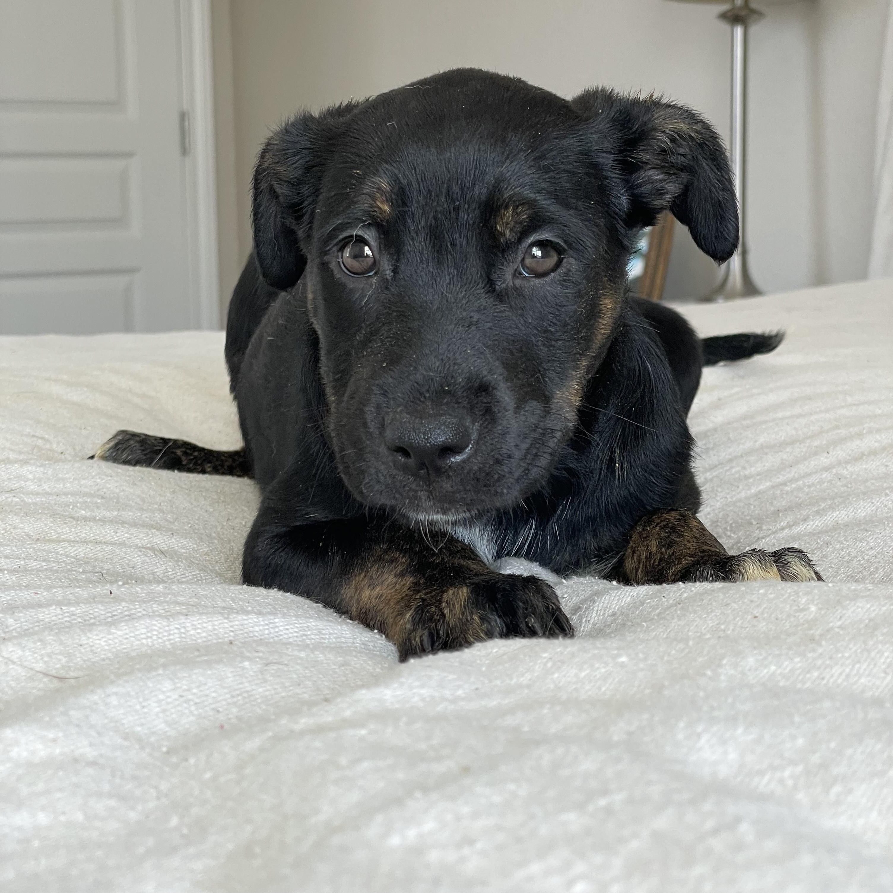 Sweet Joliet, a Adoptable mixed breed in West Hartford , CT image 3/3