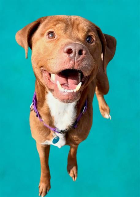 Enlarge DUKE, a Adoptable mixed breed in Leesburg, VA image 1/1