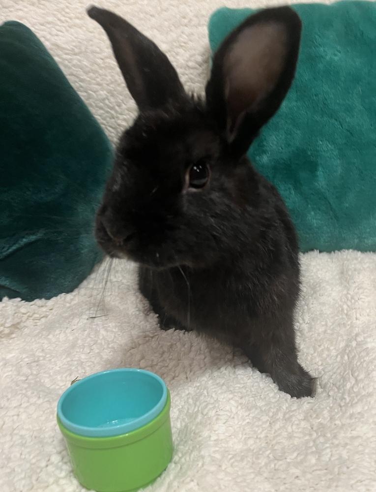Enlarge Stormie, a Adoptable Havana in Naples, FL image 1/5