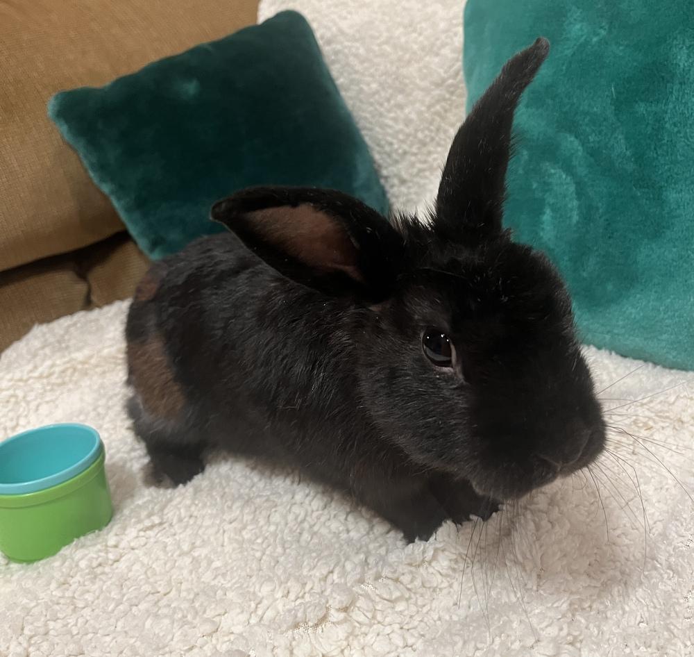 Enlarge Stormie, a Adoptable Havana in Naples, FL image 4/5