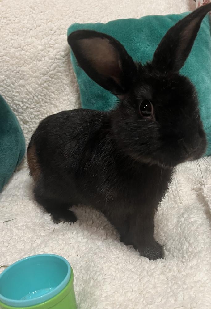 Enlarge Stormie, a Adoptable Havana in Naples, FL image 5/5
