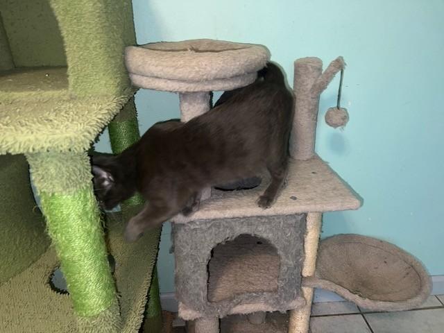 Enlarge Gains (bonded to Ames, I will purr from sunup to sundown - Siamese mix), a Adoptable mixed breed in Carlisle, PA image 5/5