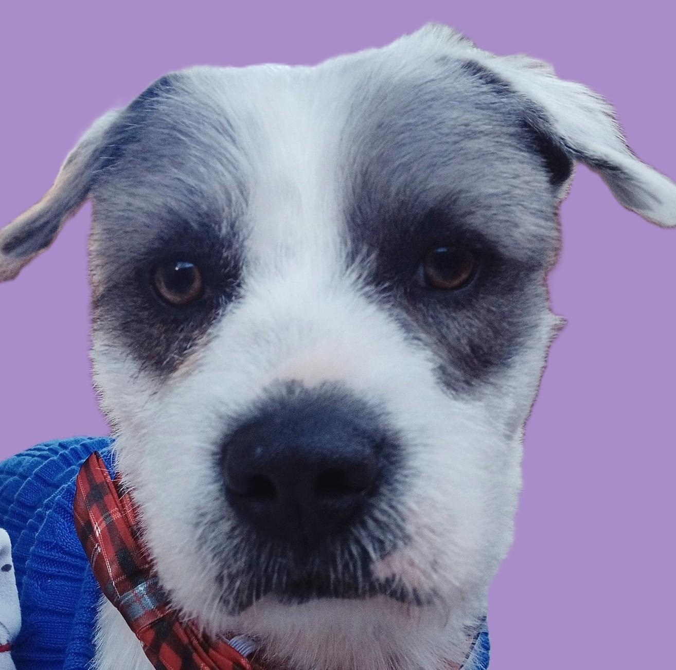 Po' Boy — thumbnail 2