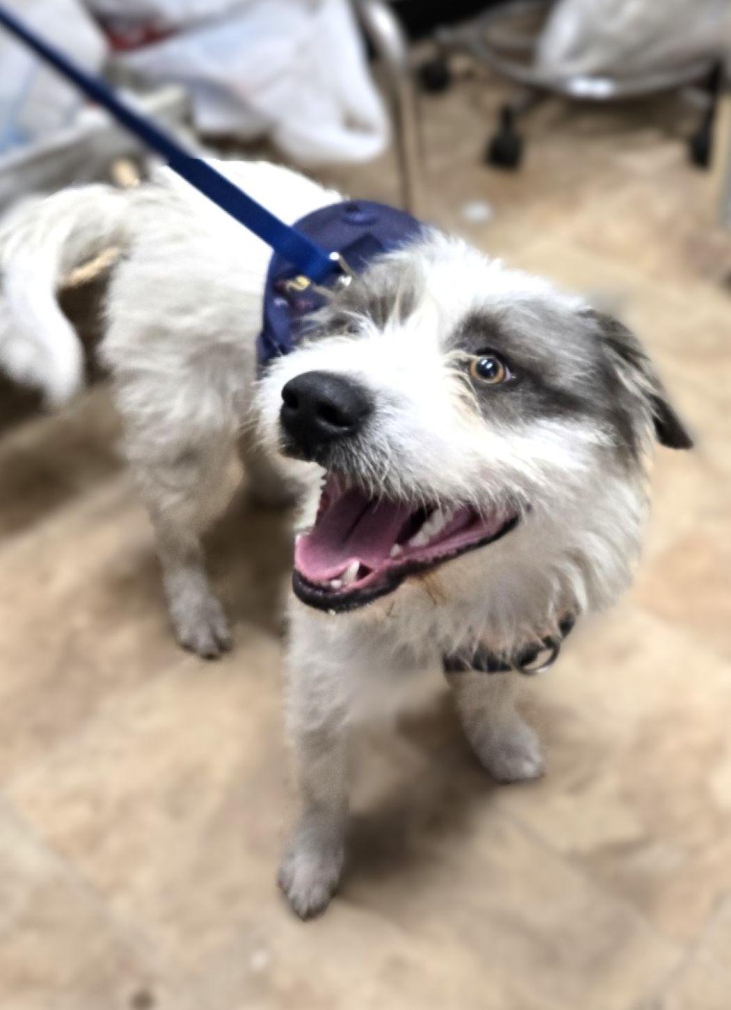 Po' Boy — thumbnail 3